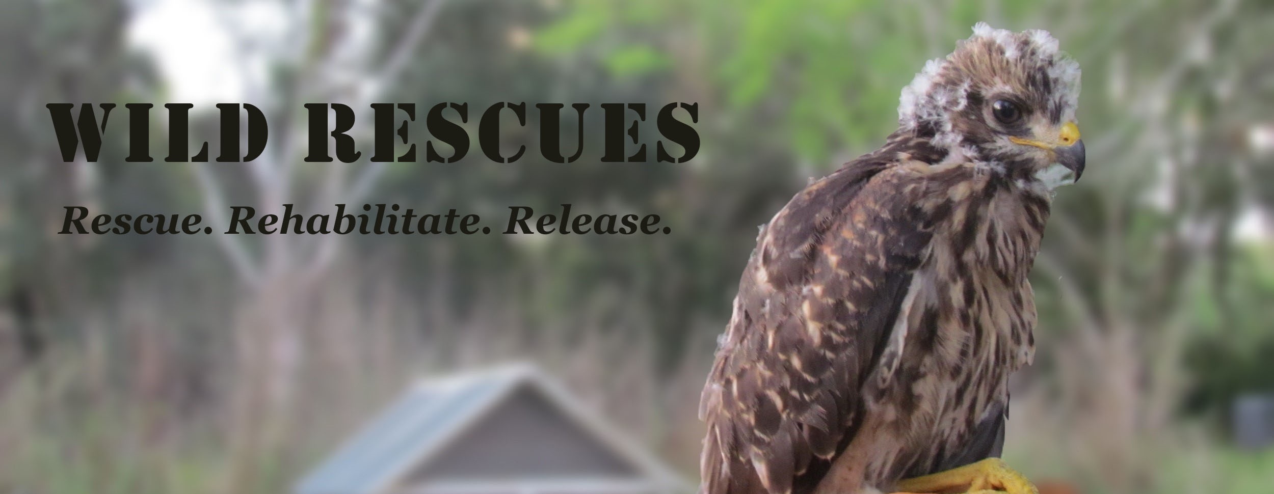 Preview of the Wildlife Rescue website