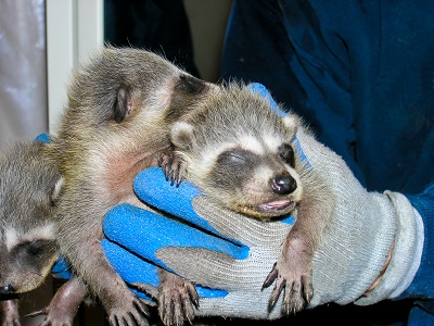 Baby raccoon