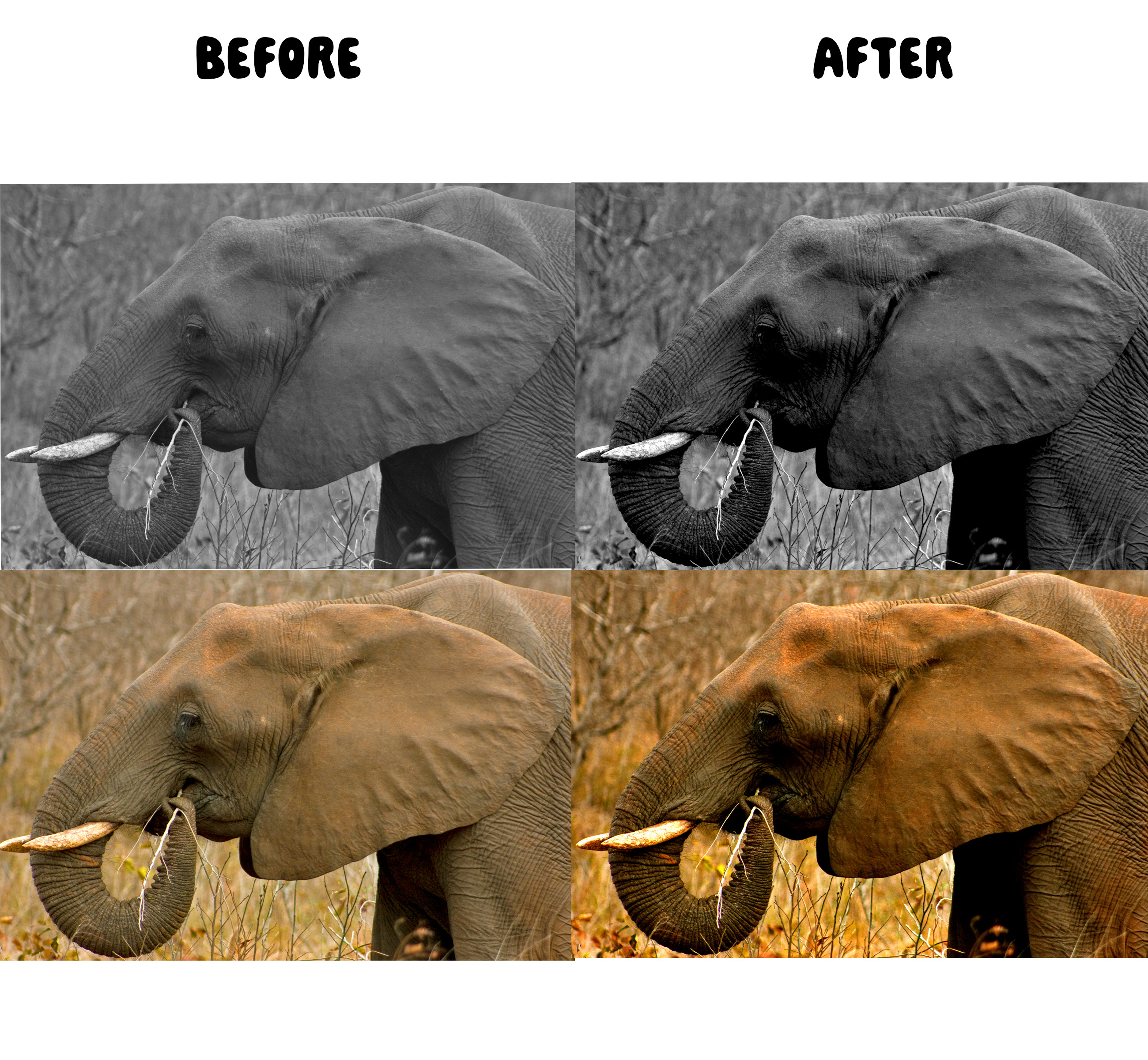 Elephant before and after Photoshop Levels adjustment